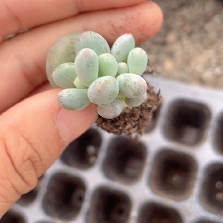 彩虹奶发2颗满18包邮