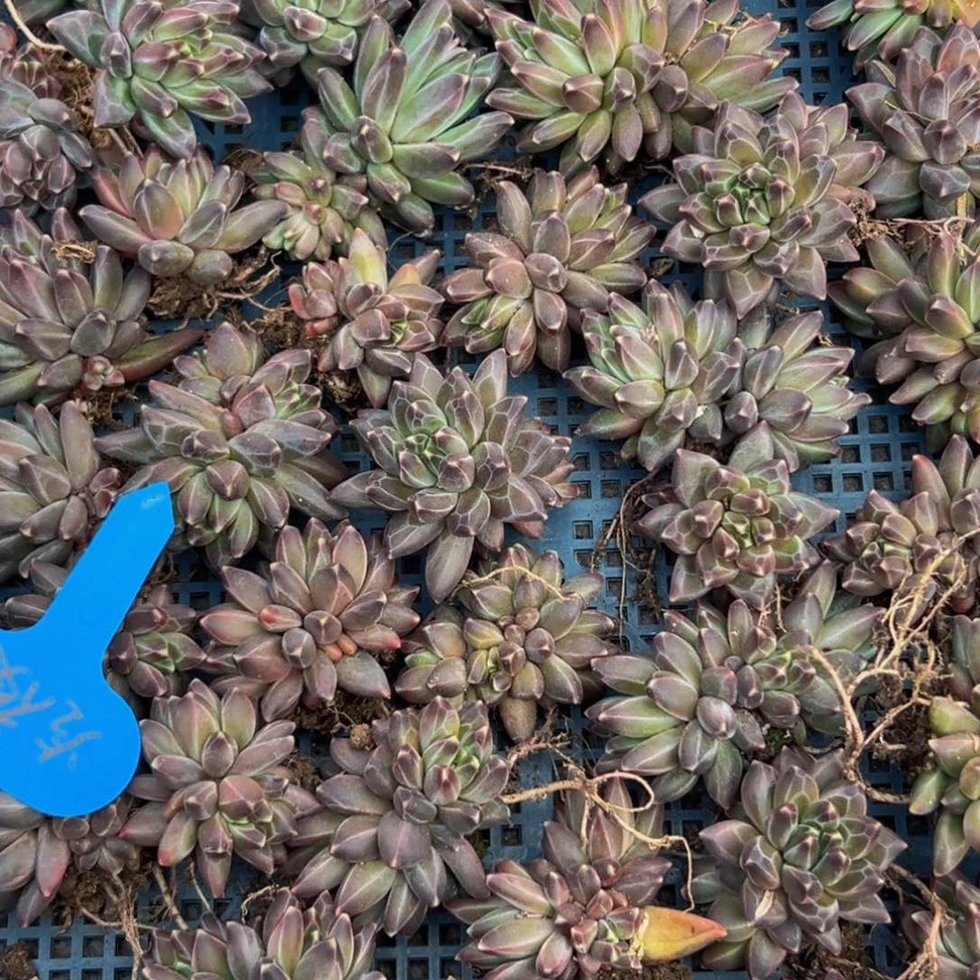 6颗大小不等大小不等