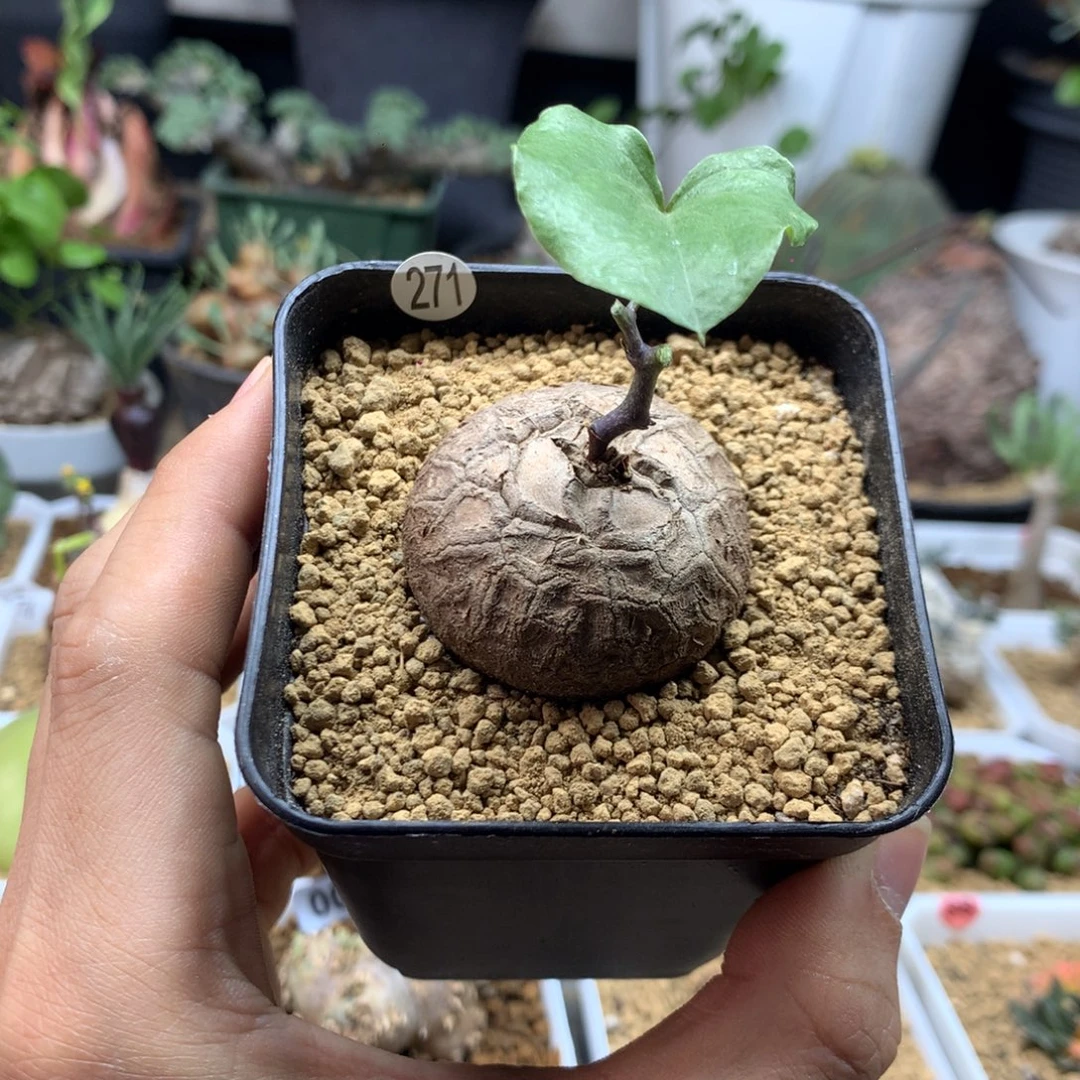 南非龟甲龙带盆发货271