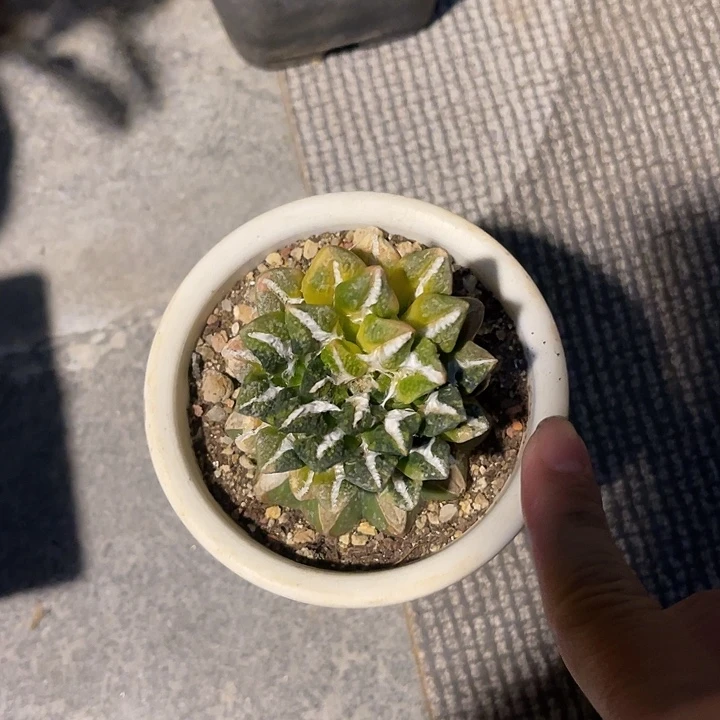 无花朵黑牡丹锦一物一拍下单包邮嫁接仙人球