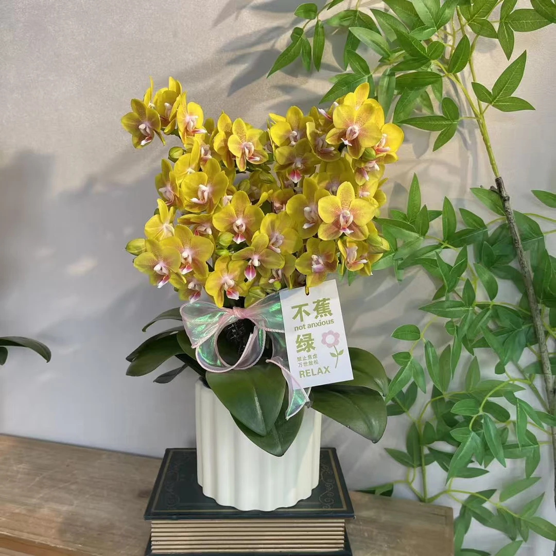 蝴蝶兰《香水黄金》稀有香味蝴蝶兰 苗情优质叶片碧绿 基地直发