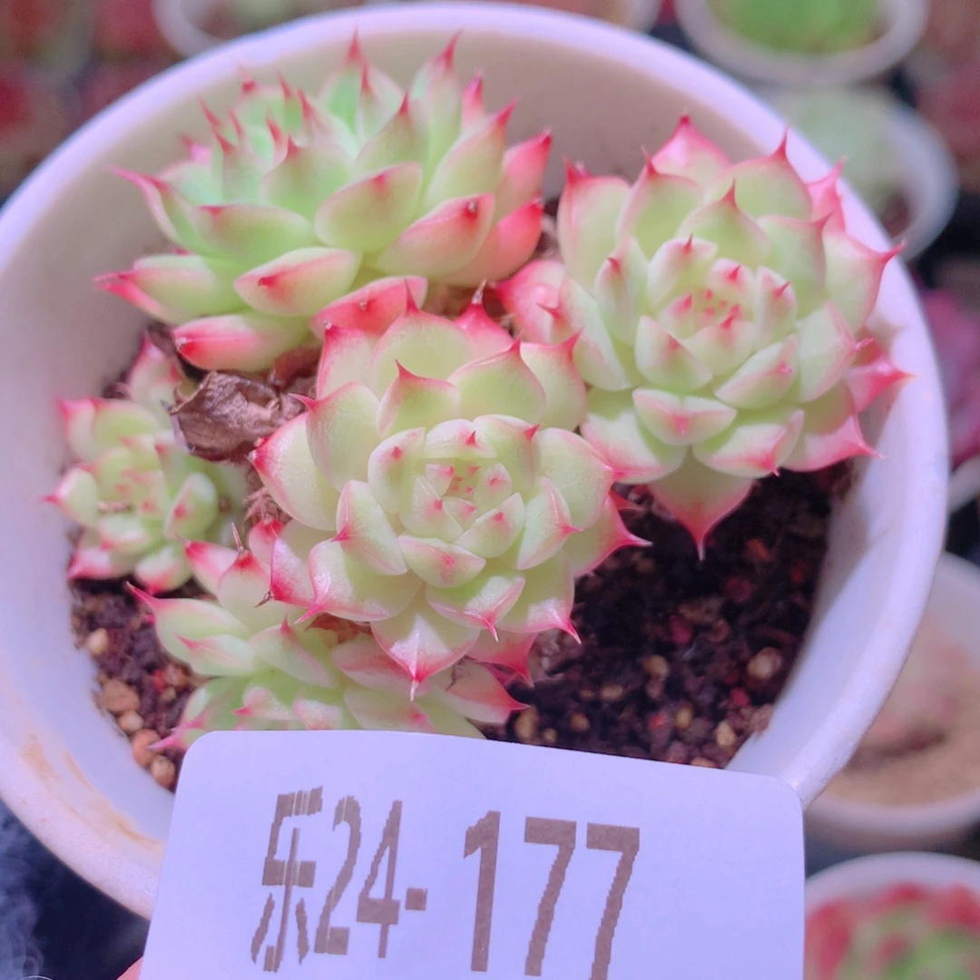 乐然24-177 海王群 不包整