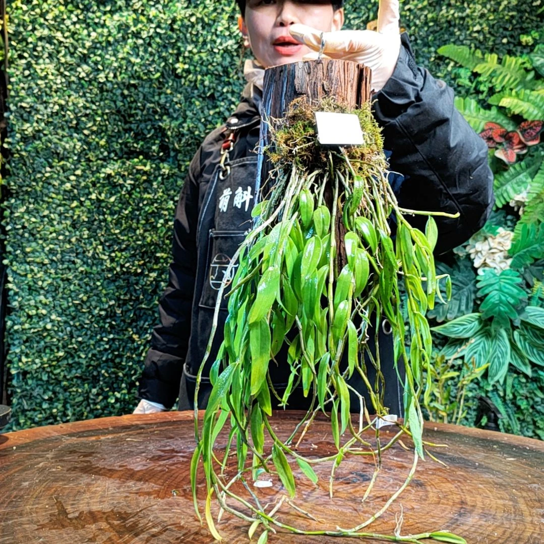 【闪购商品】141美花