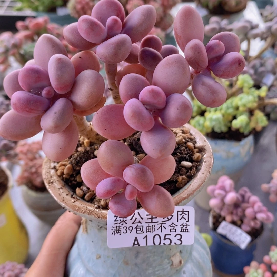 糖果桃蛋老桩10cm1053多肉植物