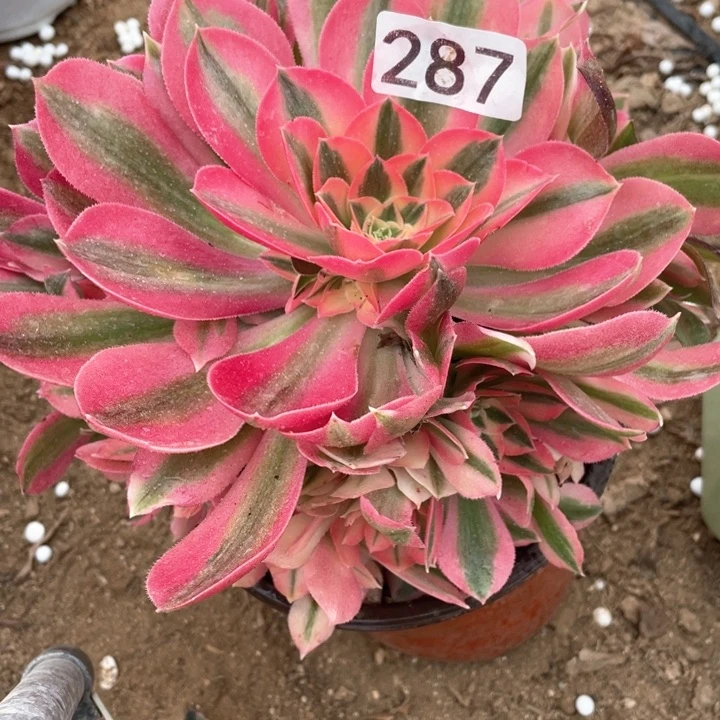 287多肉植物粉女巫