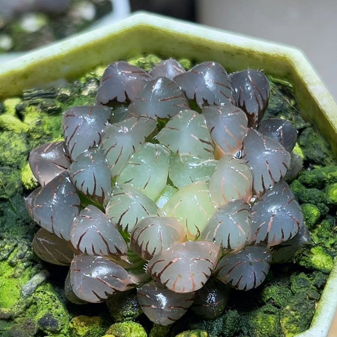 恭喜发财大吉大利841