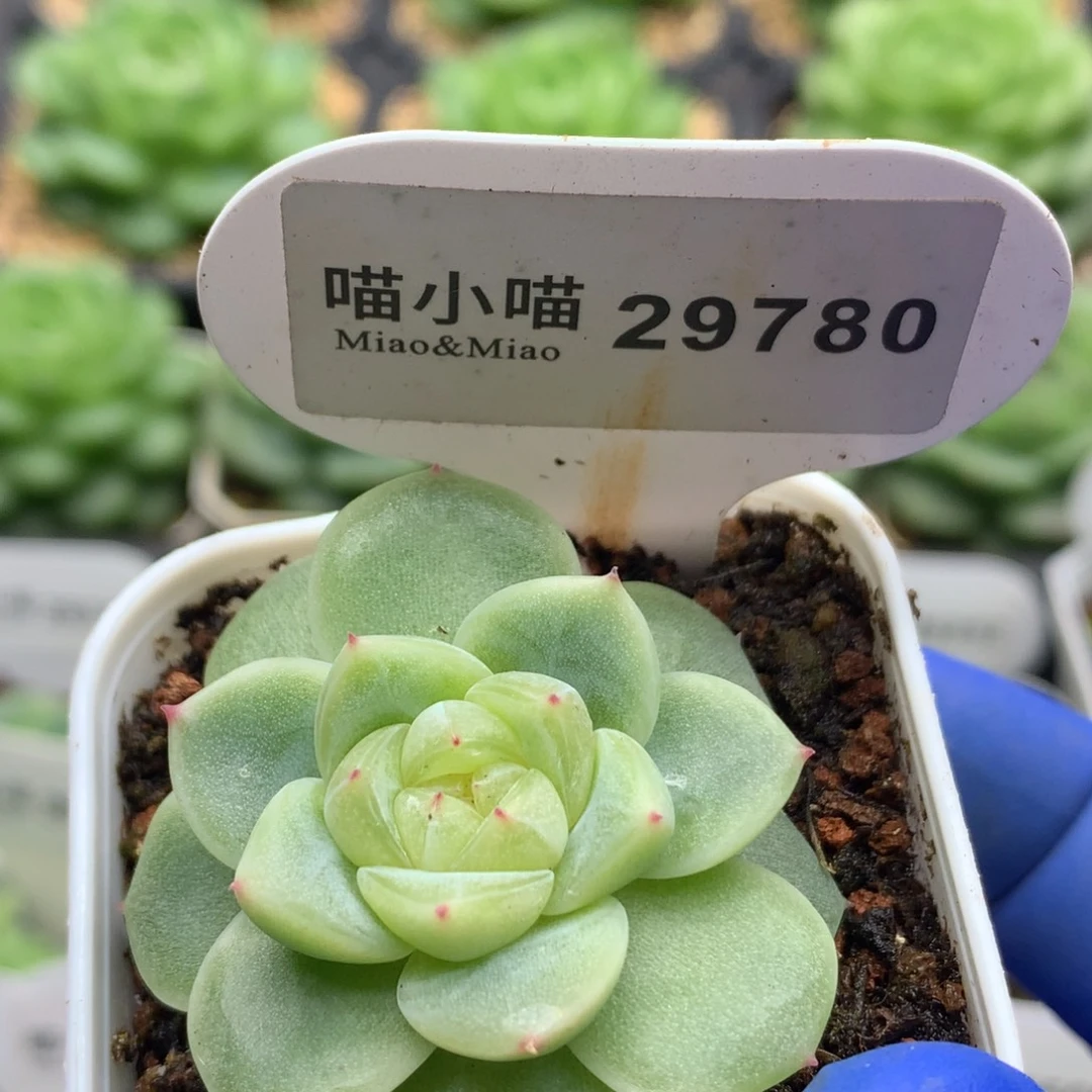 多肉植物杂交珍妮