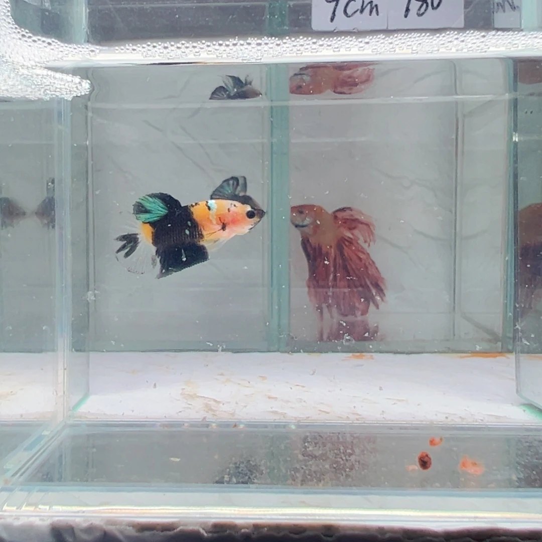 海水鱼热带鱼斗鱼8号
