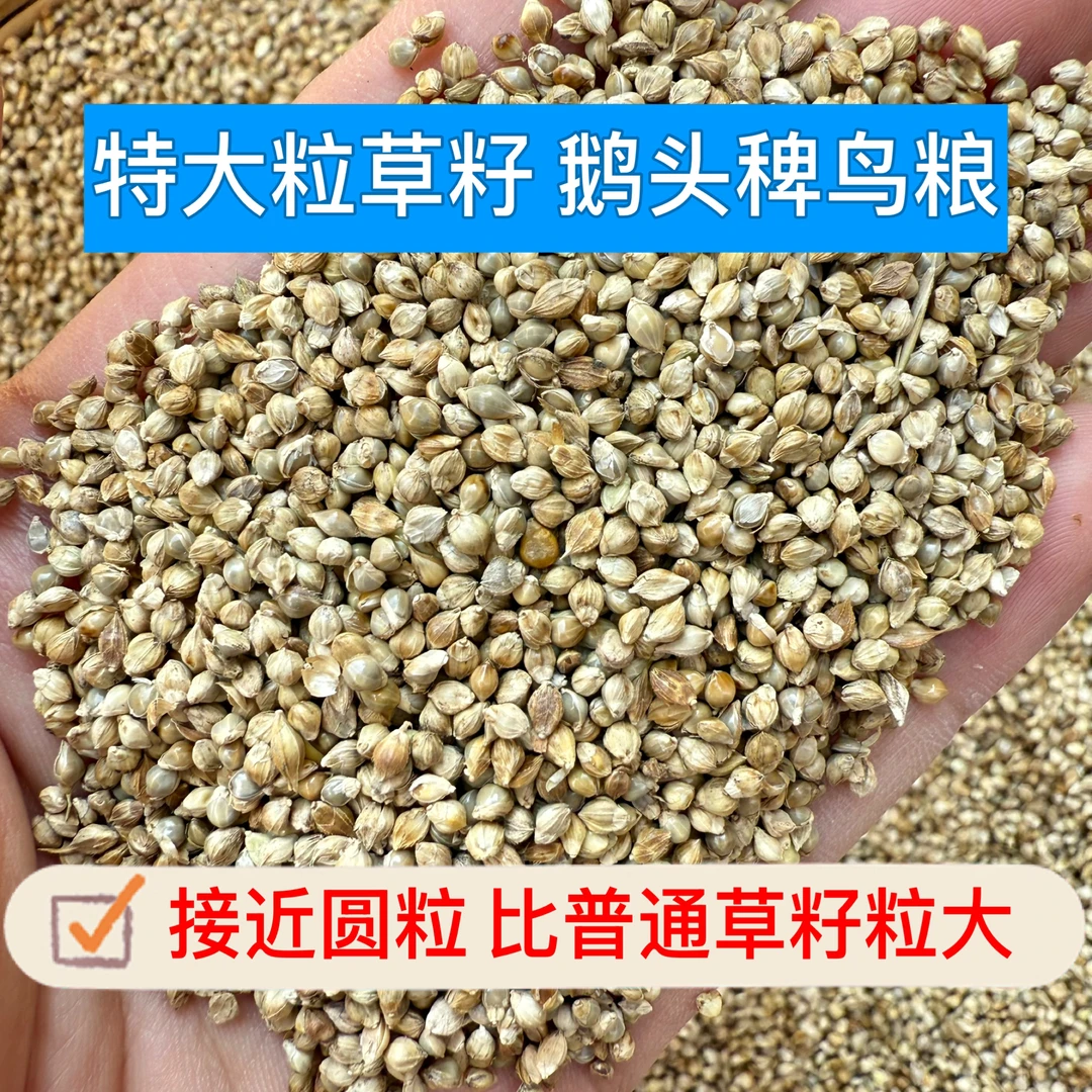 草籽鸟食鸟粮鹅头稗水稗草籽玉鸟丝雀文鸟珍珠虎皮鹦鹉牡丹玄凤