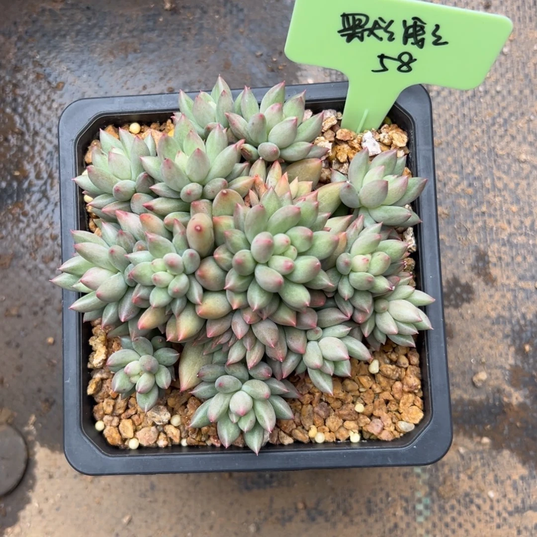 默***浅岩字11111111111111