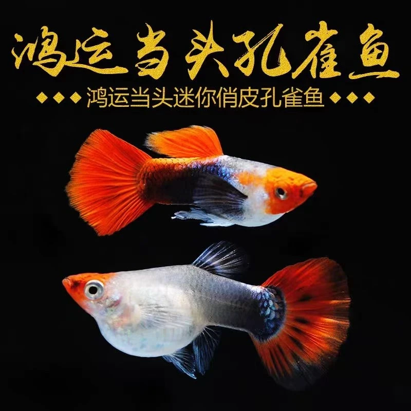 精品深海蓝贵族孔雀鱼淡水鱼