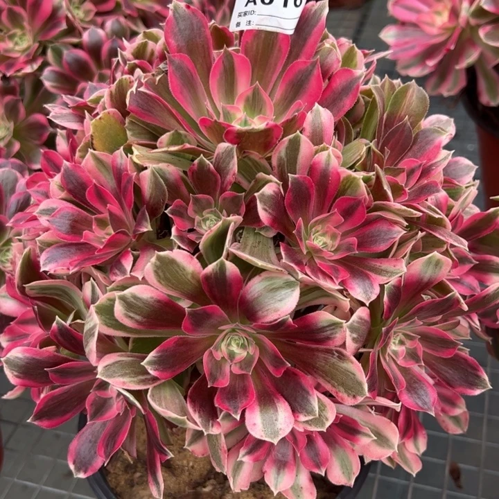 016男神25厘米左右