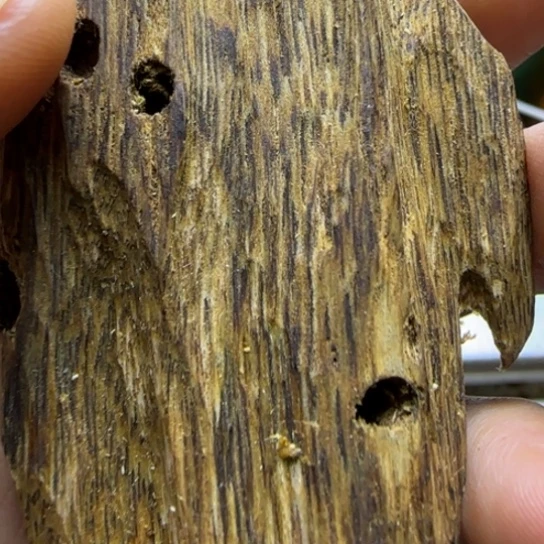 沉香碎屑沉香绿棋楠沉香虫漏料34克