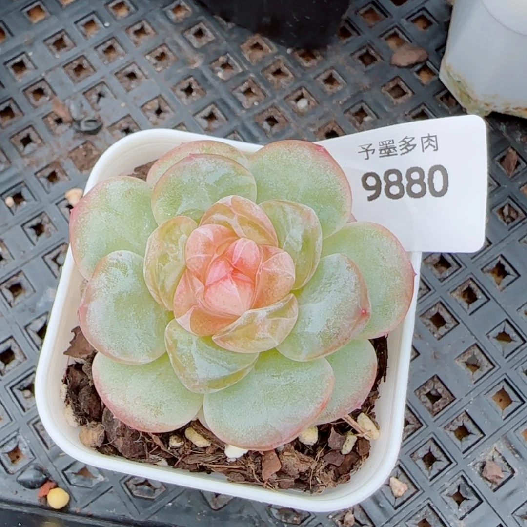 嘟嘟粉，9880多肉植物