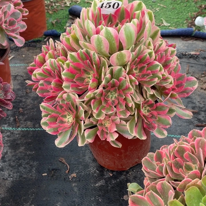 450号精品法师粉女巫