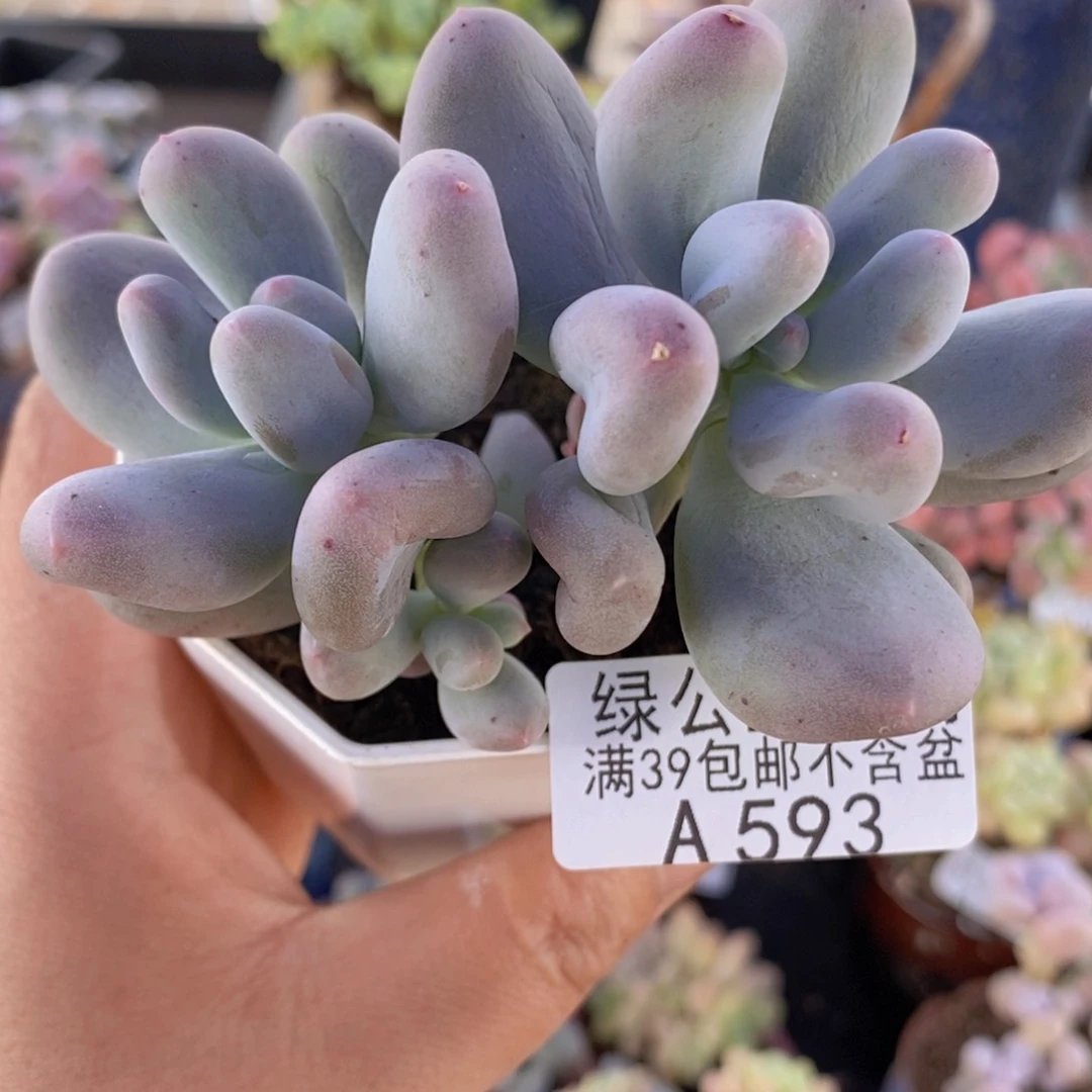 米可6cm593多肉植物