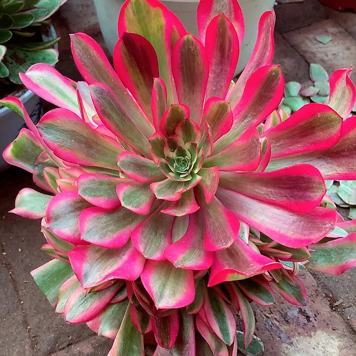 粉体美杜莎，多肉植物