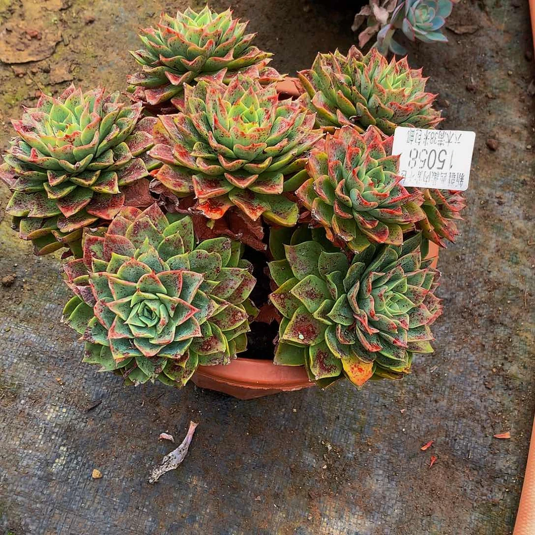 西***人    贝拉多肉15058