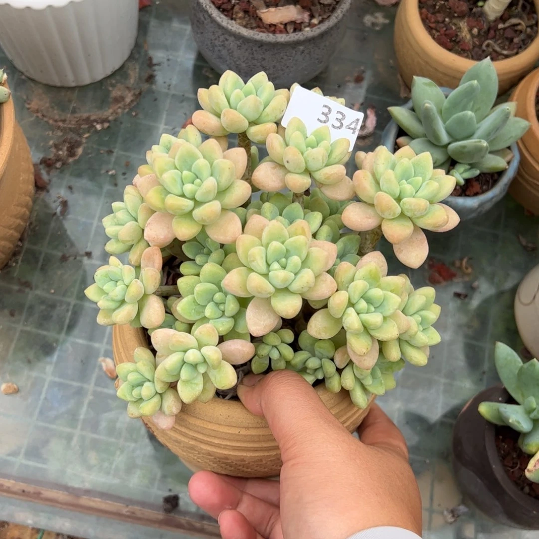 【闪购商品】笑纳。 334。  111111111