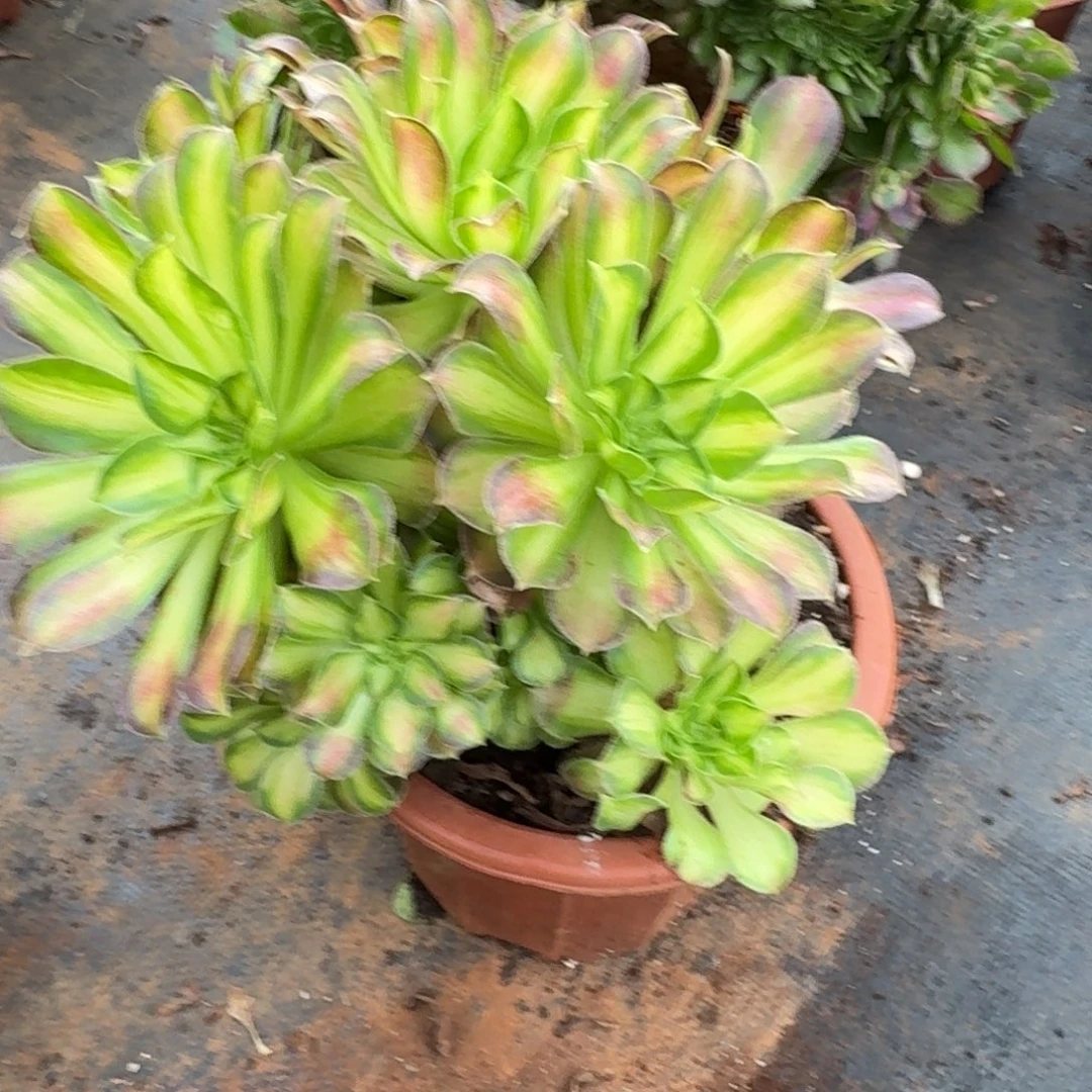 15韶华捧花多肉植物满28包邮