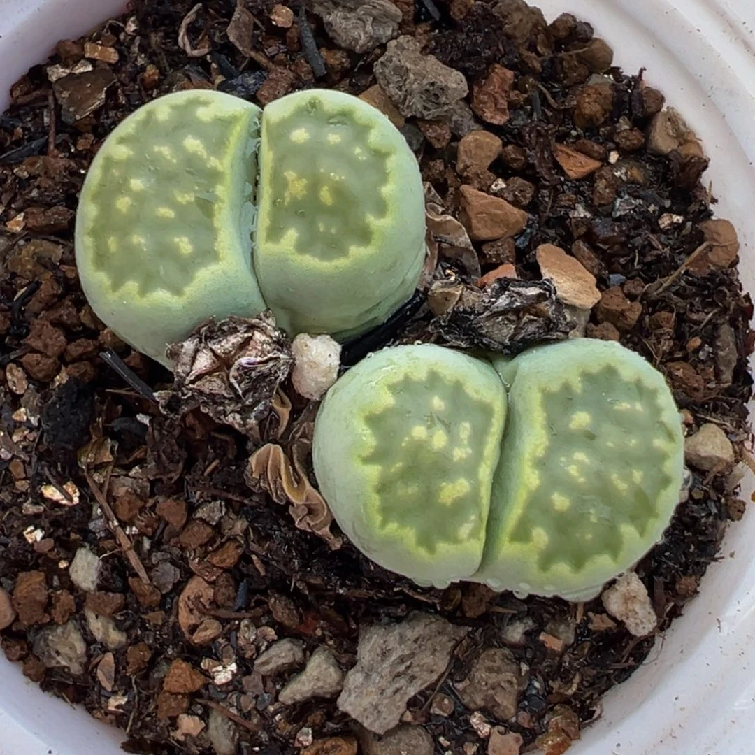 852多肉植物种类多样