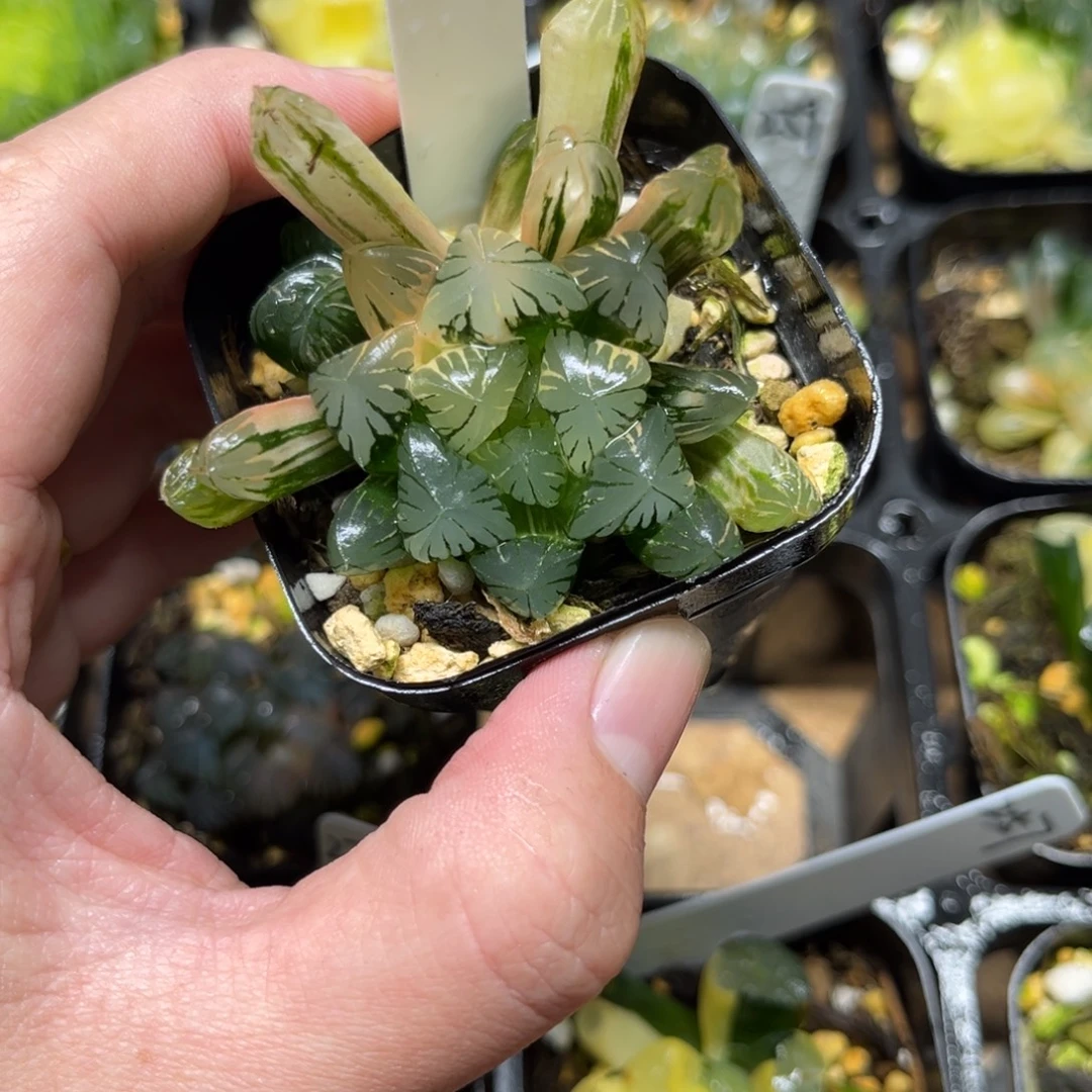 258花水晶玉露锦一物一拍