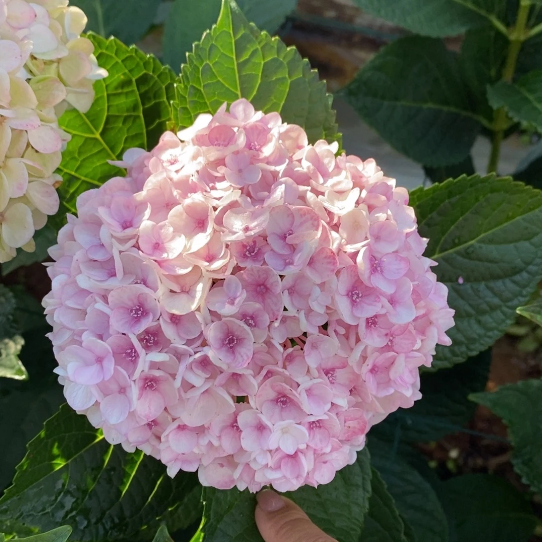 加购184号绣球/有色差介意勿拍/3单冷链包邮/偏远补运费发德邦