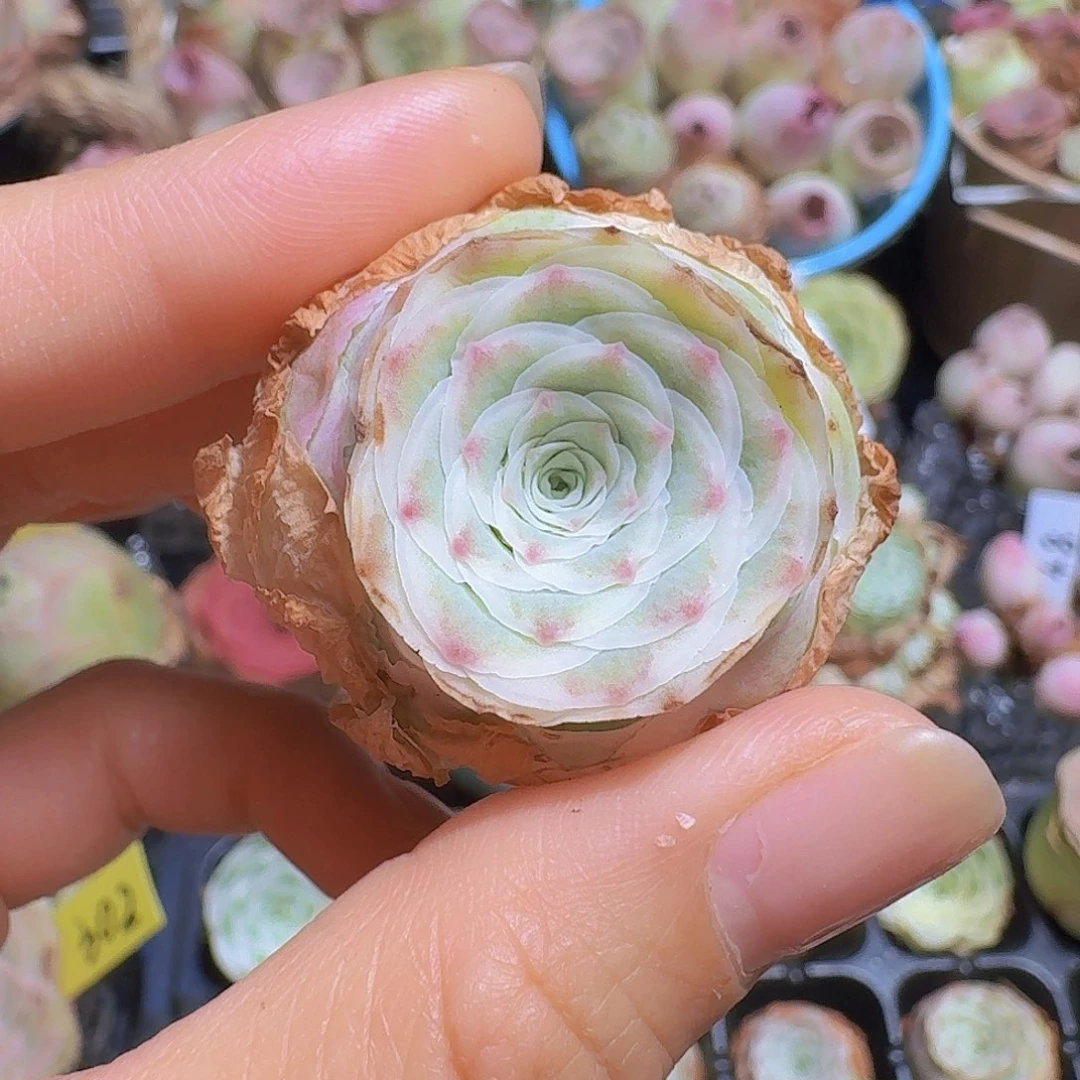 5***1秋夕轻微擦伤看好不退不换