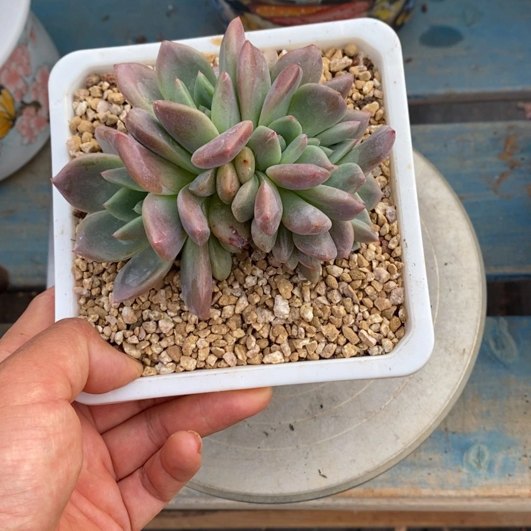 多肉植物一物一拍