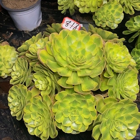 九***姥雨荷老桩捧花818法师