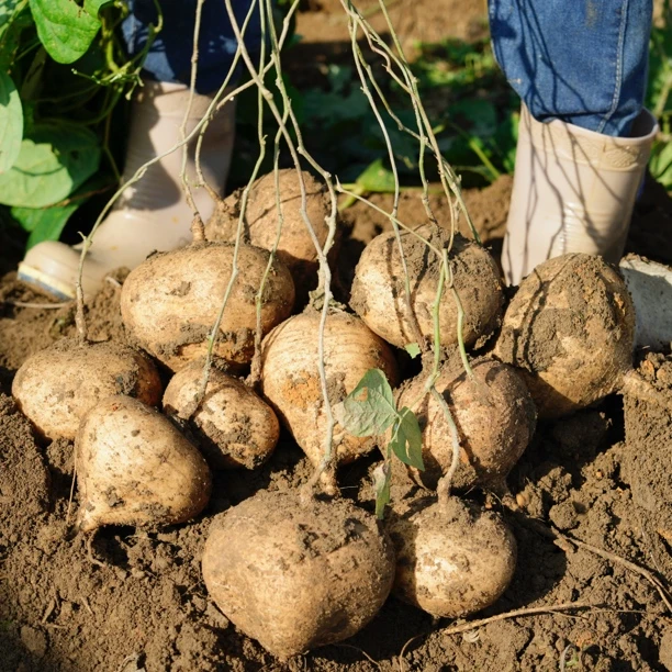 广西本地农家凉署 地瓜 清甜爽口 新鲜现摘地瓜