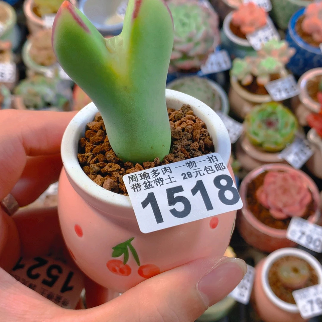 可****5厘米盆精控多肉1518