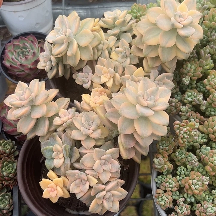 小盆美信锦多肉植物