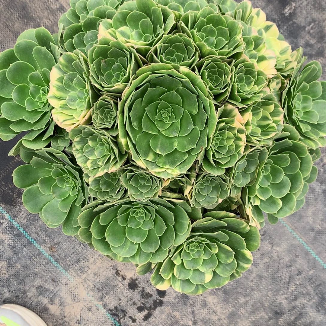 温***馨完全开放法师图片多植物