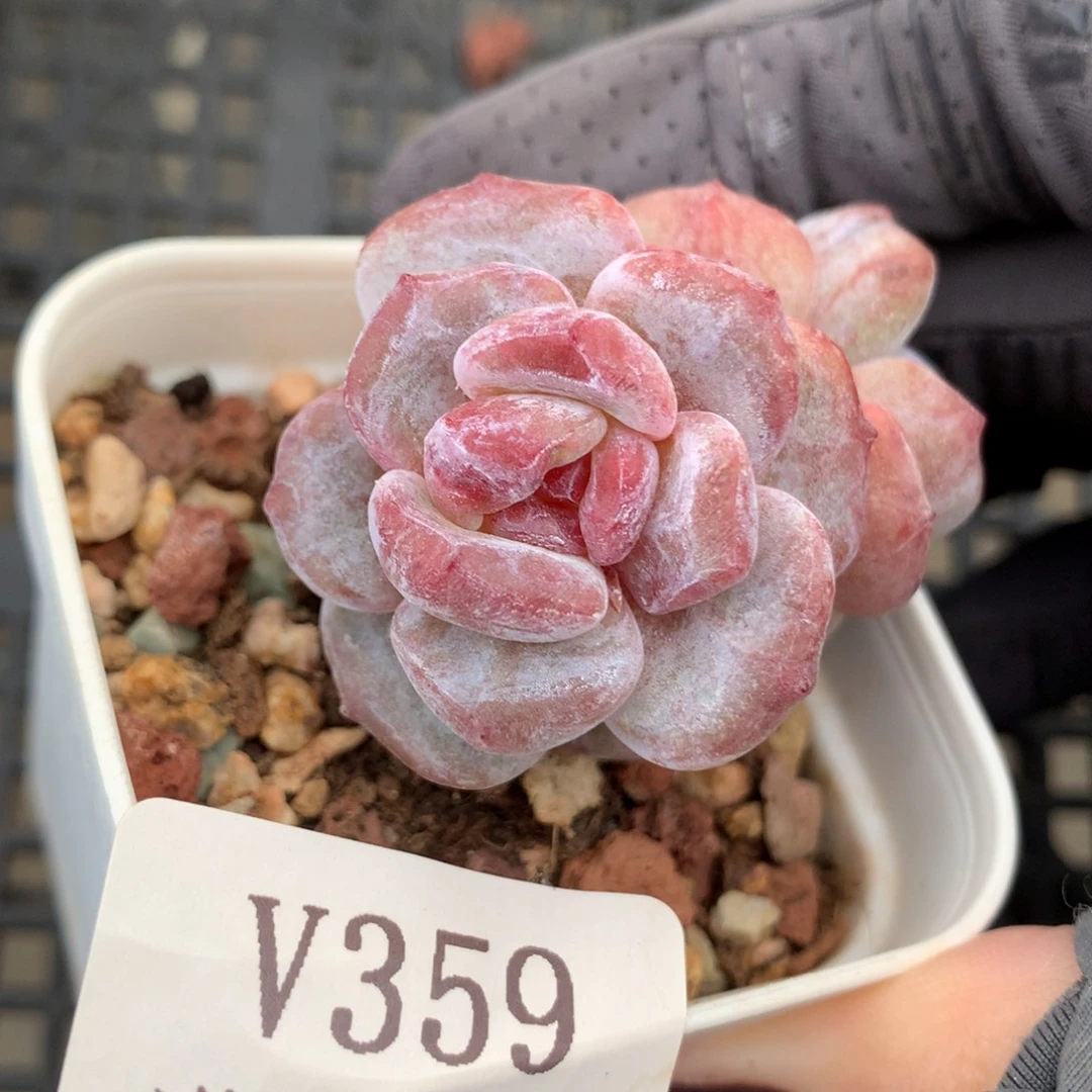 359。石化石榴籽星影双头4.5cm