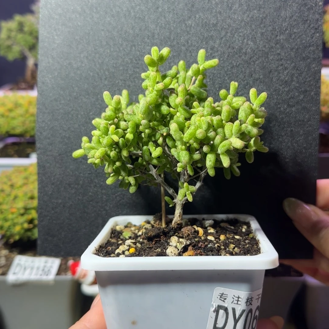 dy0679白糊斑直杆