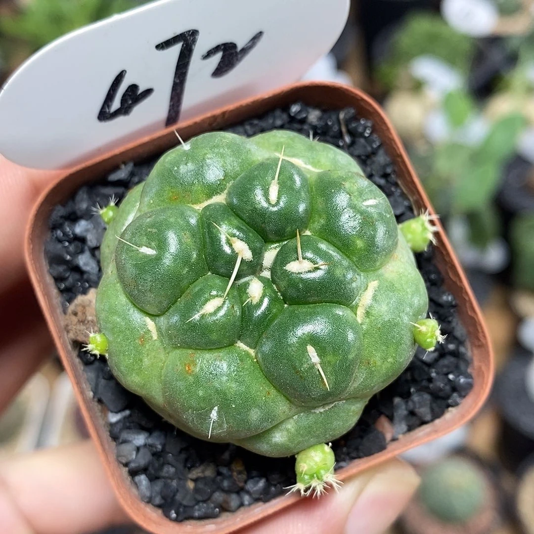 无刺象牙472号4.3cm