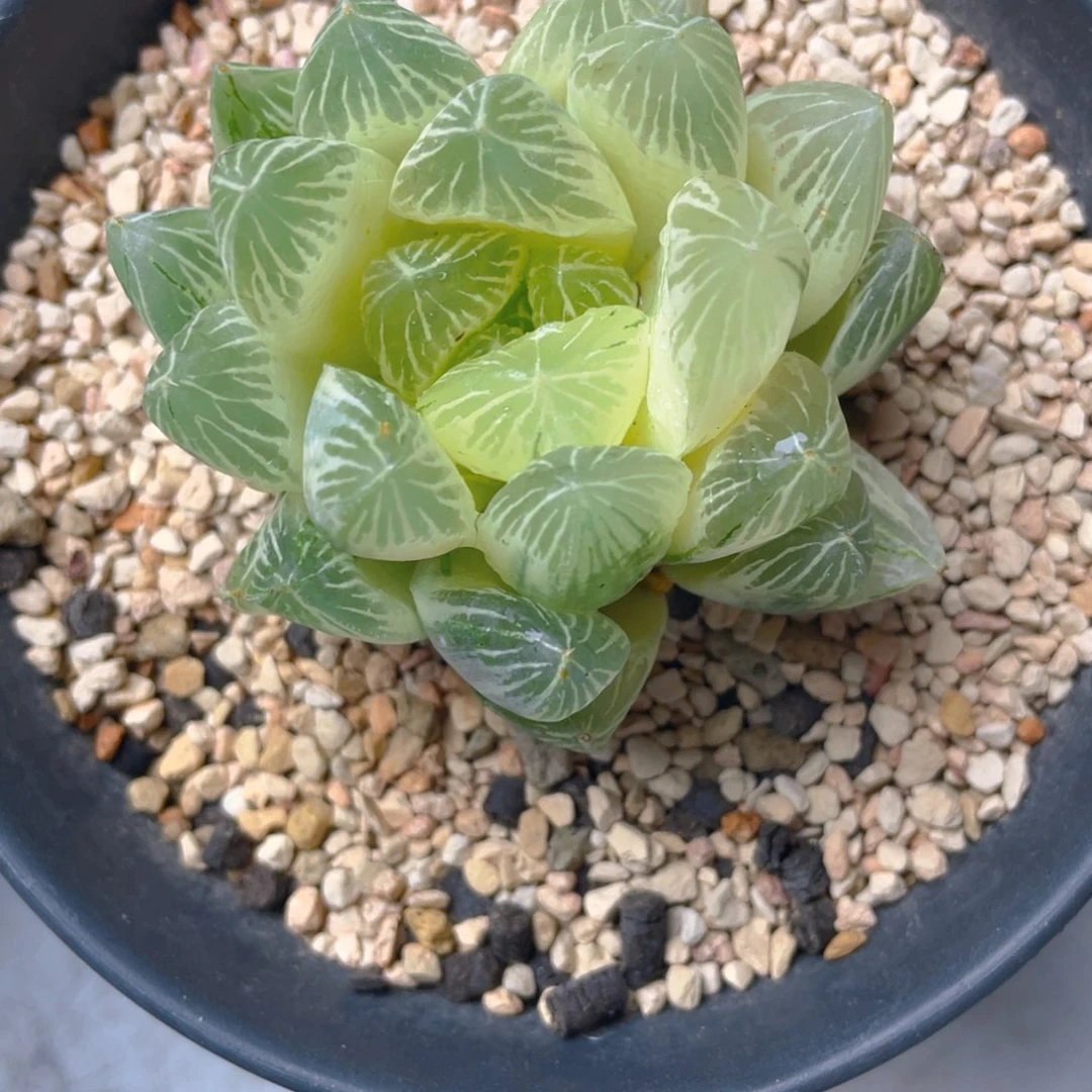 晚***风十二卷实生白蛇传。