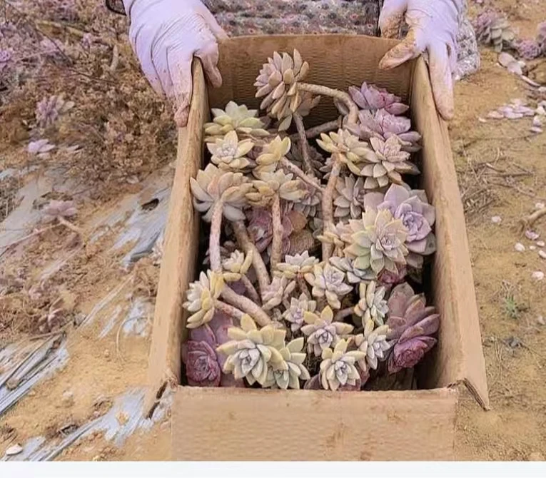 箱拍一箱