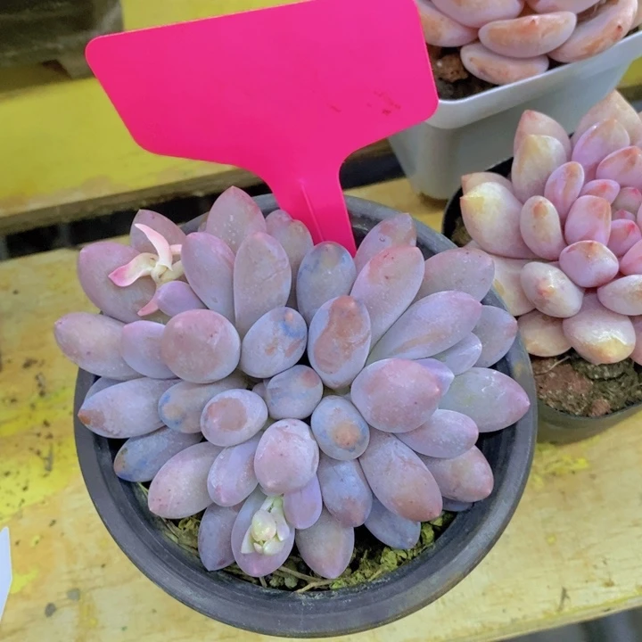 一***、多肉植物，开心多肉