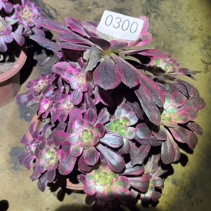 多肉植物法师300丽娜