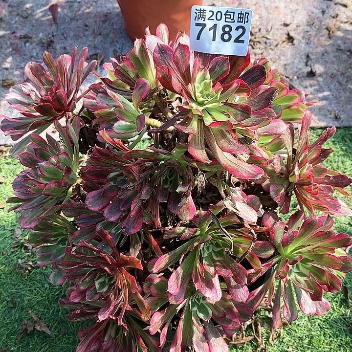 7182 一颗同花顺