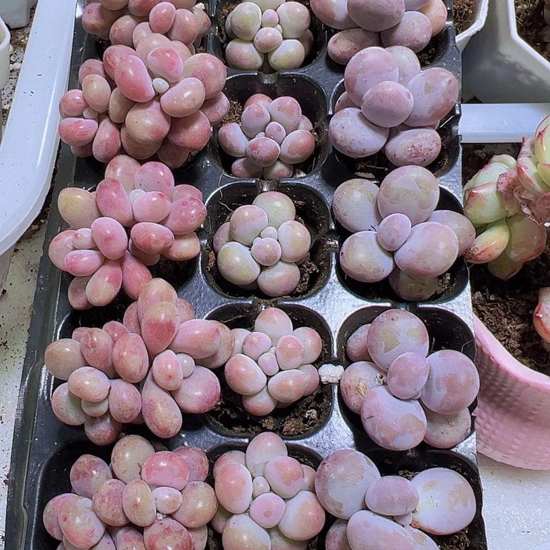 桃蛋组合15个带盘发