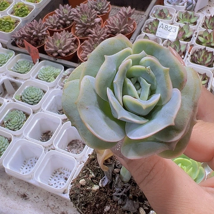 可爱玫瑰19包邮多肉植物