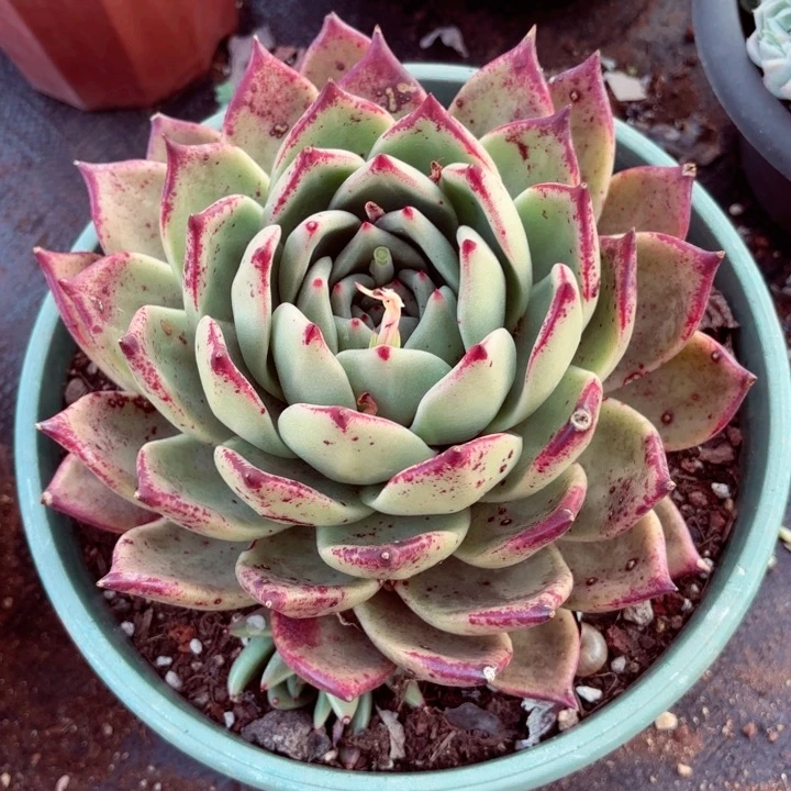 大*东云杂。           28。