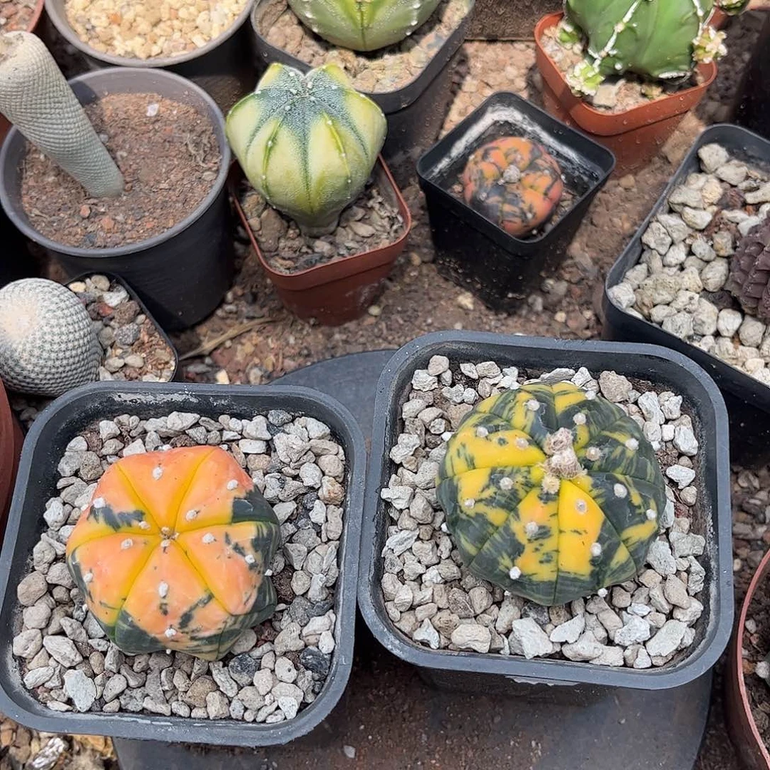 无花朵兜锦实生根两个一一一一一