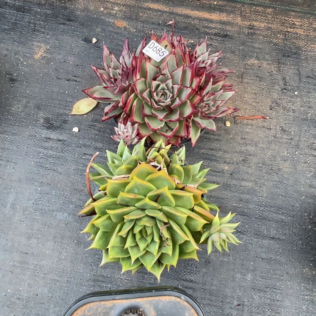 若如东云单拍D685