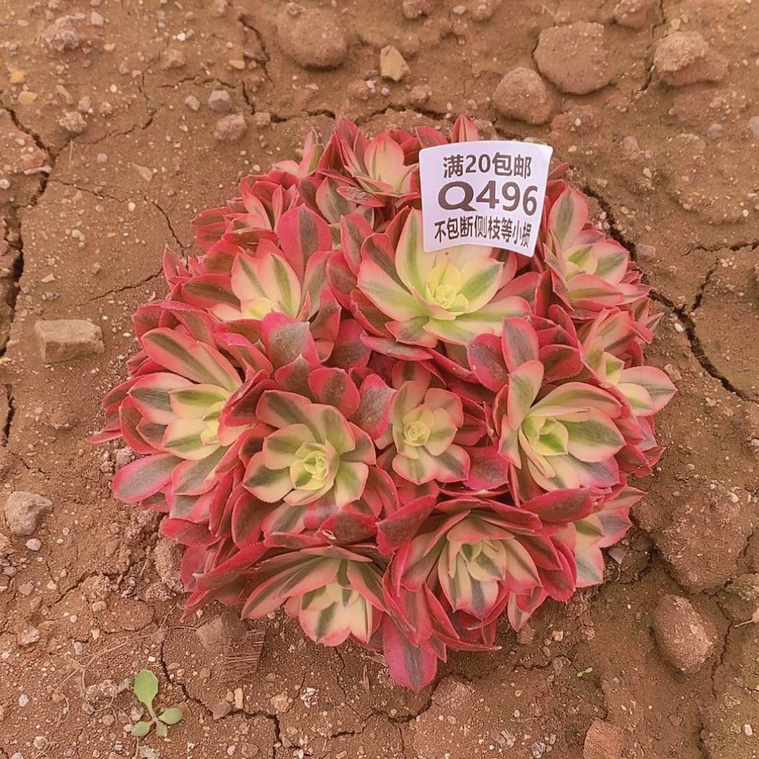 496女巫多肉带花脸