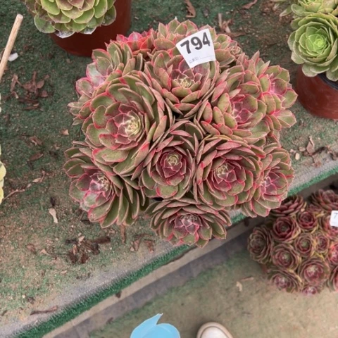 红***794粉花妖朵朵多肉，