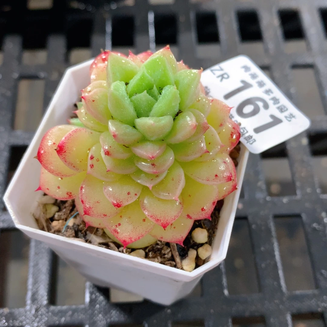 肉萌萌拇指盆精控多肉ZR161